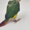 Aluminum Parrot Foot Ring 4/4.7/5/6/7/8mm Bird Outdoor Flying Training Race Identification Tag No Serial Number Multicolor Mixed