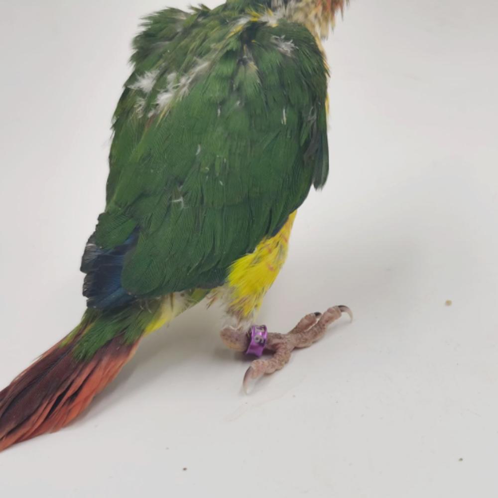 Aluminum Parrot Foot Ring 4/4.7/5/6/7/8mm Bird Outdoor Flying Training Race Identification Tag No Serial Number Multicolor Mixed