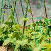 Outdoor Agricultural Climbing Support Trellis Netting for Plants, Heavy Duty Plastic Garden Square Mesh Morning Glory Netting, Plant Net Cucumbers