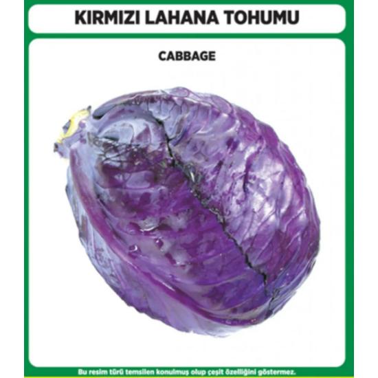 

Kırmızı Lahana Tohumu Mohrenkopf