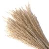 Dried Grass Bunch Bouquet Phragmites Reed Crafts Boho for Decoration Gift Birthday