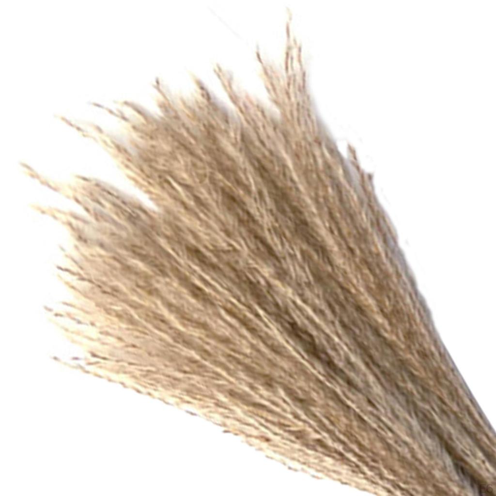 Dried Grass Bunch Bouquet Phragmites Reed Crafts Boho for Decoration Gift Birthday