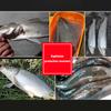 Sasuke Minnow Fishing Lures 12Cm 17G Floating Lipless Wobblers Artificial Hard Bait For Bass Pike Fishing Lure