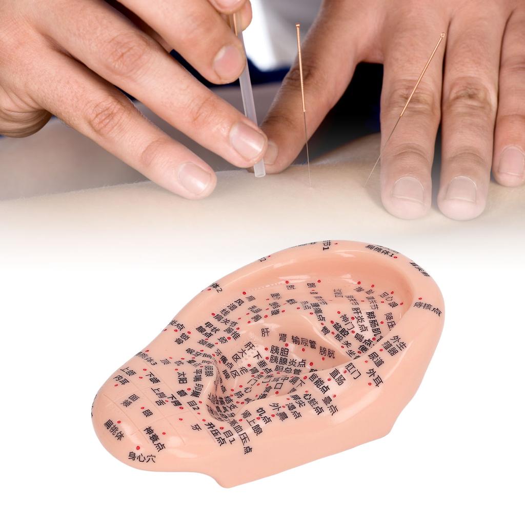 6.7in Ear Acupuncture Model Silicone Engraving Ear Massage Acupuncture Model for Home Laboratory