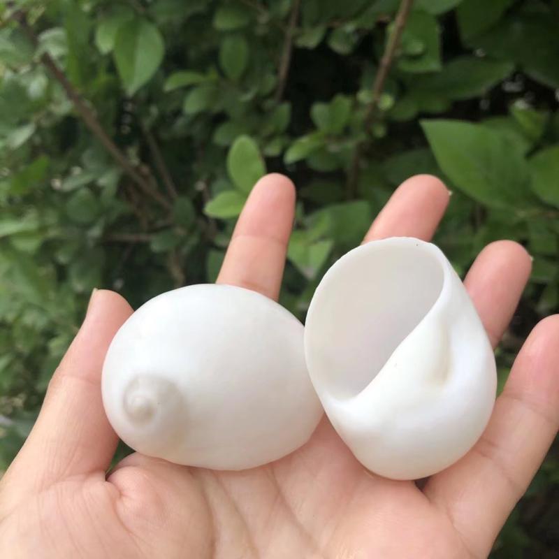 Eremitkräfta Ersättning & Snäcka Naturliga Snäckskal för Akvariumdekor