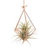 Forplantningsstasjoner Glass Terrarium Plante Geometrisk Form Plante Jern Stativ Luft Planteholder Hjemmekontor Dekor