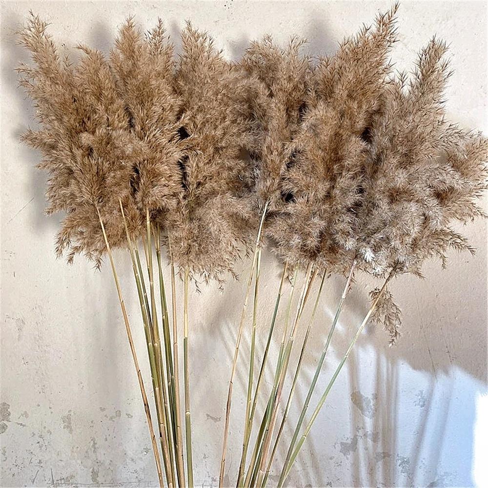 10/20Pcs Natural Real Dried Pampas Grass Bouquet Fluffy Feather Wedding Special Flower Ceremony Decoration Modern Home Decoration