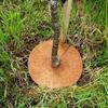1Pc Natural Coconut Fiber Tree Mulch Mat Cover Protector 20/30/35/40Cm Flower Pot Disc Pad Weed Control Warm Moisture Cushion