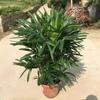 Bambusa multiplex 'Golden Bamboo': Large Evergreen Indoor Plant, Air-Purifying Foliage in Pot