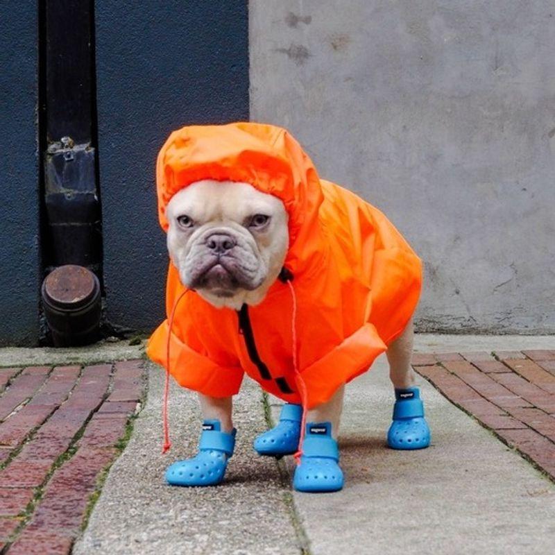 Wagwear Mojave Wagwellis