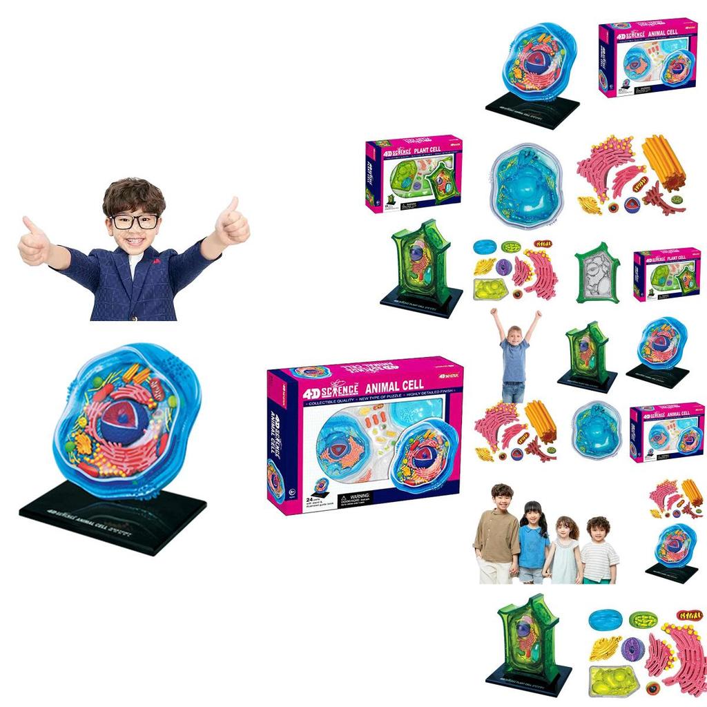 Lehr-Tier- und Pflanzenzellenmodell für den Unterricht in mikroskopischer Biologie PVC-Kunststoffmaterial