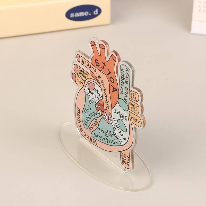 2D Heart Anatomy Acrylic Model - Educational And Decorative Teaching Tool For Home Office Classroom Clinic Medical Office