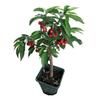 Decorațiuni pentru casă – Flori decorative şi coroane de flori