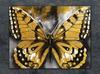 SZKLANA DESKA DO KROJENIA 40x30 MOTYL