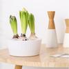Hydroponic Bulbs Planter Pot Holes Tulip Bulbs Container Indoor Narcissus Flower with 46086 Plants Water Planting