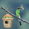 Hummingbird Nest House Bird Nest Natural Grass Contrast Color Hanging Breathable Manully Braided Dry Great Ventilation Heat Dissipation No Deformation