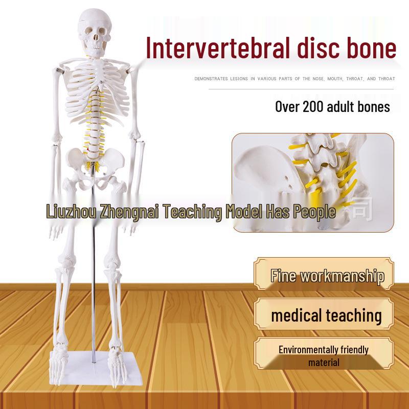 Artistic 85CM Human Skeleton Model with Intervertebral Discs for Teaching 85CM
