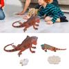 Iguana Life Cycle Model Set Growth Lifelike PVC Plastic Toy Early Education Animal Figures