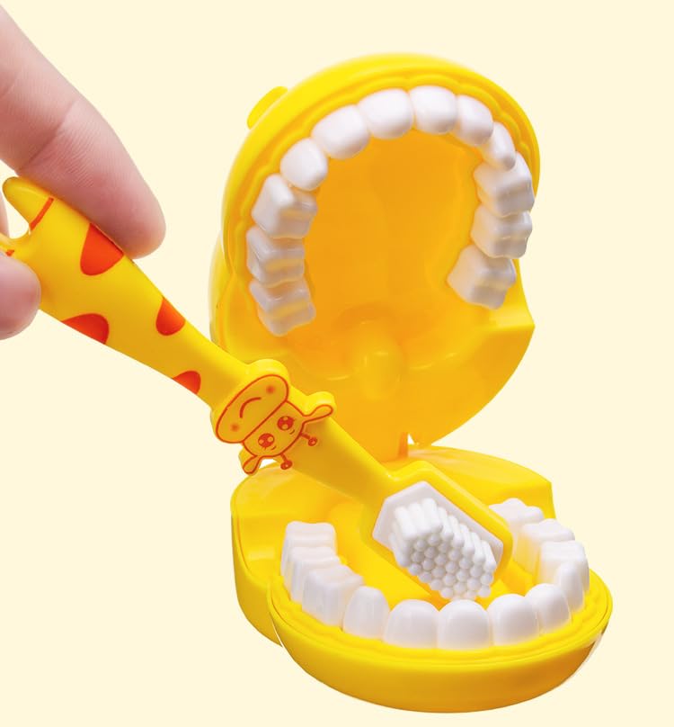 Teeth Model Toy, Removable Teeth Mold, Toothbrush Toy, Children's Playhouse, Early Education Toy, Dentist Role-Play Prop, Suitable for Ages 3 and Up