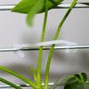 Garden Plant Vine Fixing Clip Kiwi Grape Cucumber Tomato Stem Binding Clamp Tied Buckle Lashing Hook Climbing Gadget 100/1000Pcs