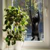 Cartoon Two Small Black Cat Refrigerator Window Home Beautification and Decoration Stickers