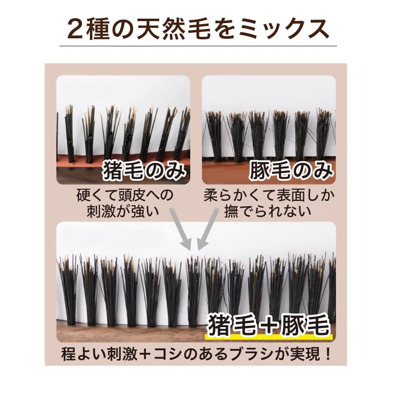 Bess VESS In Natural Bristle Cushion Brush with Stepped Brush Cleaner Gift [Made Japan] 100% Boar/Pig Bristles, 3-Way Included, Idea, SP-5000