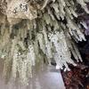 New Arrival One Silk Wisteria Hanging Greenery Plant Artificial 6 Flower Strings Golden Shower Tree Branch for Wall Floral Decor