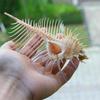 1PCS Natural Murex Pecten Shell Fossils Conch Coral Sea Snail Minerals Collect Gift