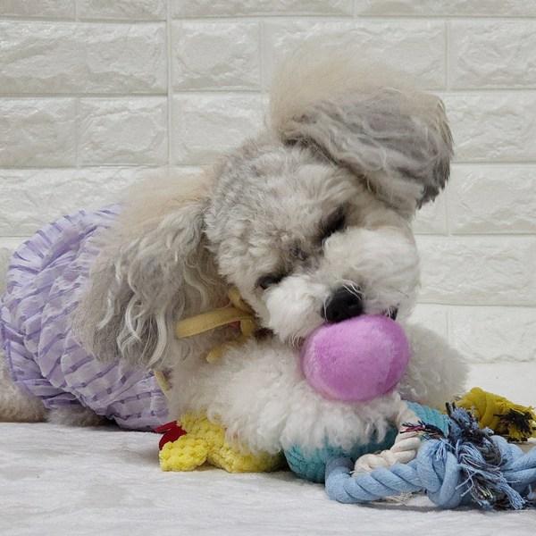 PETCA fournitures pour chien cerf tire-jouet couineur poupée 4 types, 1 ensemble