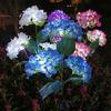 Solar Powered Garden Lamps 3-Head Hydrangea Flower Light with Colorful LEDs Waterproof Outdoor Stake Lights Lamp for Yard Patio Walkway Energy-Saving
