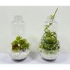 Plante artificielle - Sedum - Plastique - 9,5 x 8 cm