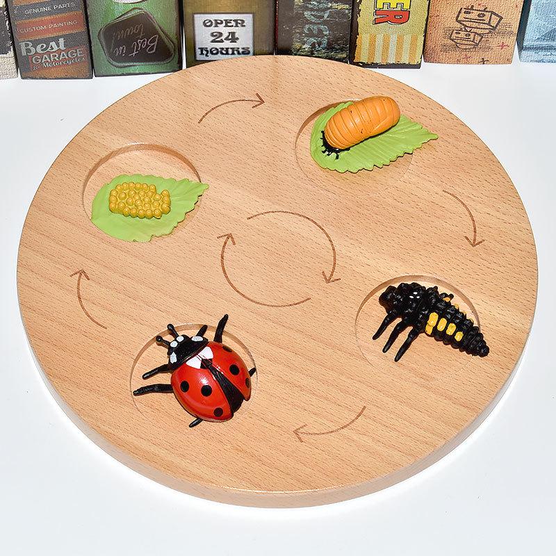 Montessori Plant & Animal Life Cycle Educational Toy Set for Early Learning