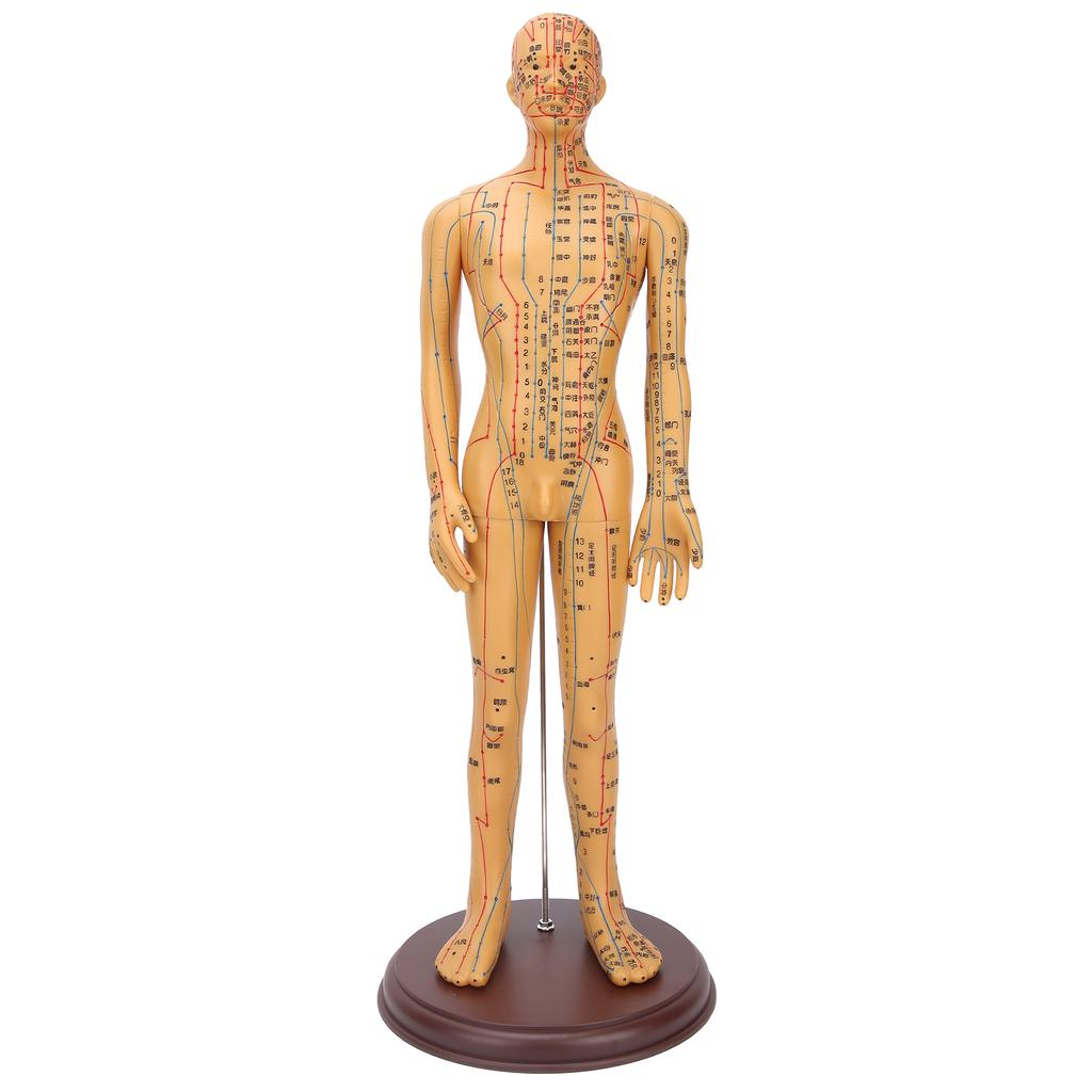 50 cm 19,7 cala Kolor mosiądzu Model ciała do akupunktury Przezroczysty model meridianów do akupunktury