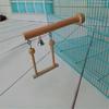 For Rabbits Guinea Pigs Parrot Hamster Wood Toys Small Animals Molar Chew Sticks