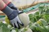 Showa Gloves Bulk Work Gloves 381 Micro Grip Set of 4 Fit Purchase No. Gray, Large, Pairs, Bag-Packed, Non-Slip, Maintenance, DIY,