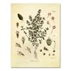 Spices Herbs Print Vintage Botanical Poster Parsley Sage Rosemary Thyme Culinary Wall Art Picture Canvas Painting Kitchen Decor