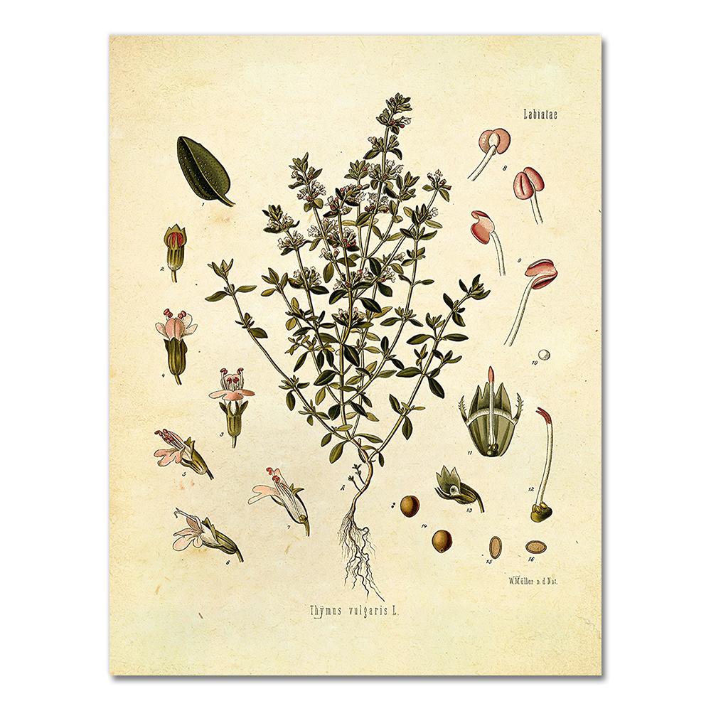 Spices Herbs Print Vintage Botanical Poster Parsley Sage Rosemary Thyme Culinary Wall Art Picture Canvas Painting Kitchen Decor 21X30CMNo Framed