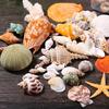 Beach Seashells Decoration Starfish Sea Snail Coral Ornament for Wedding Party