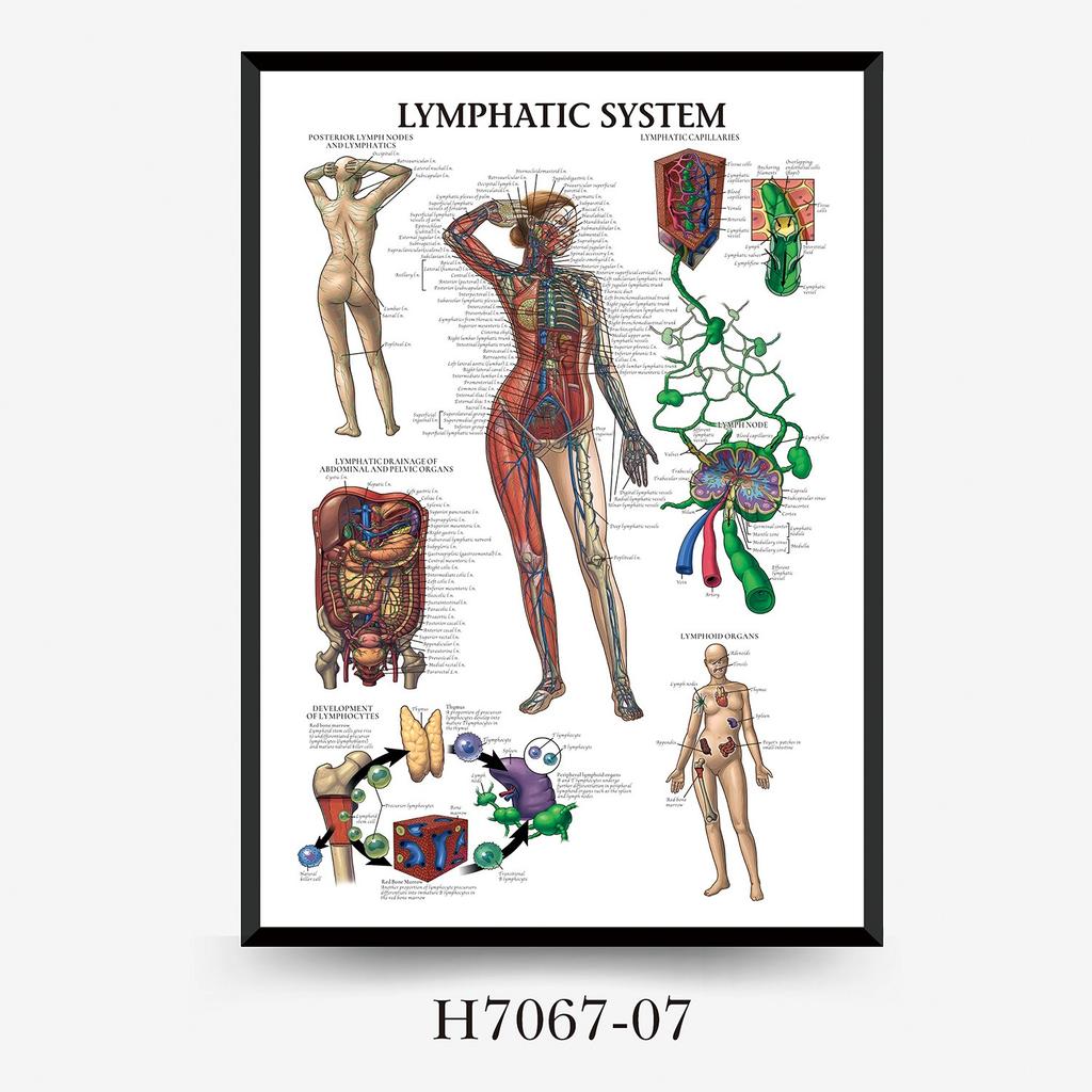 Human Tissue Structure Muscle Gym Medical Education Decorative Canvas Painting Poster Wall Art for Home Decor