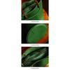 Japanese Green Bucket Bag Fashion Handbag Simple Versatile Pu Leather Trendy New Women's Bag Exquisite Hardware Zipper Handbag