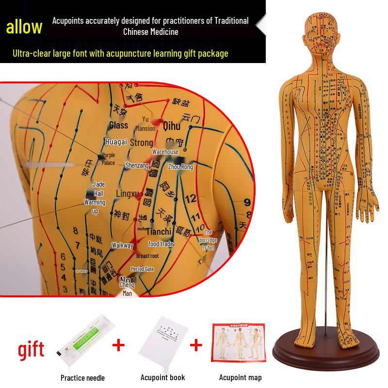 Ultra-Clear Silicone Model: Acupuncture & Meridians Teaching for Tuina Massage Practice