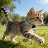 Kedi – Kedi Boyunluk ve Tasmaları