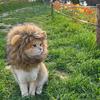 Halloween Cat Lion Mane Wig Costume Funny Lion Hair Pet Cosplay Outfit with Ear for Holiday Photo Shoot Party Dress-up Accessory