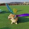 Fairy Butterfly Wing Fancy Balloon Costume for Dog Cat Cosplay Photo Props Halloween Cosplay Inflatable Balloon