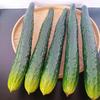Soft PU Artificial Cucumber Simulation Cucumber for Home Decoration Basket Display Photography Kitchen Vegetable Toy
