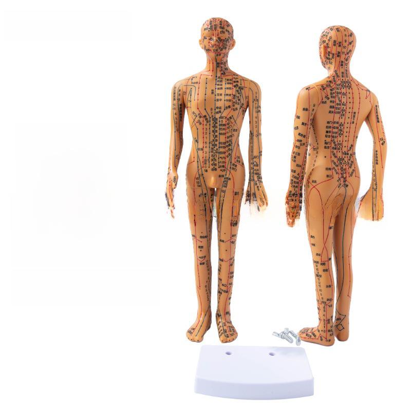 

35см Мини Модель Меридианов Акупунктуры - Традиционная Китайская Медицина