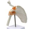 ENOVO Medical Human Joint Model Set