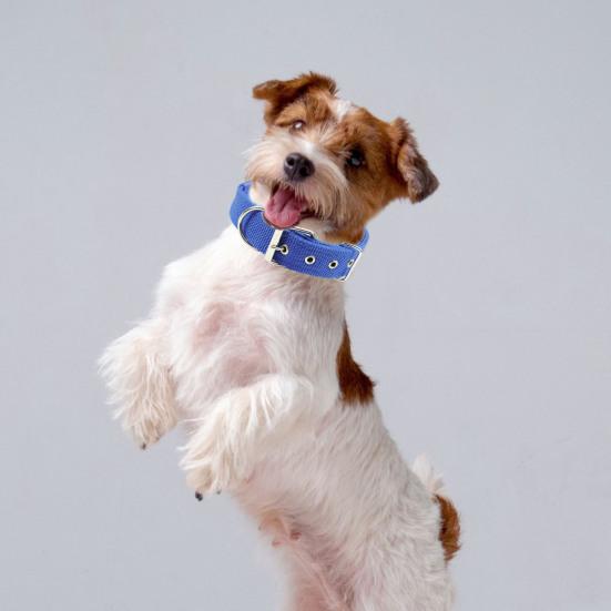 Haustierhalsband, verstellbarer Nylon-Hundehalskreis, langlebiges Haustier-Halsband mit Traktionsring, Heimtierbedarf
