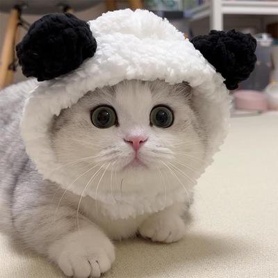 Kitty Kitty Hat Chick Pet Headgear Panda Bear Dog Hat Headgear Drag Hat Internet Celebrity Cross-Border