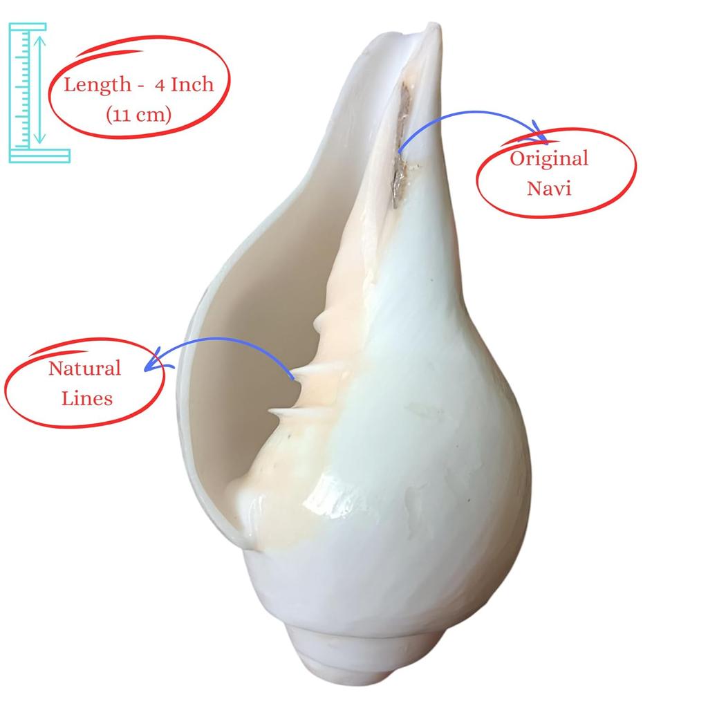 Puri Jagannath Dham Original Loud Blowing Shankh |Conch For Pooja. 200 Grm, 10.16 CM In Size